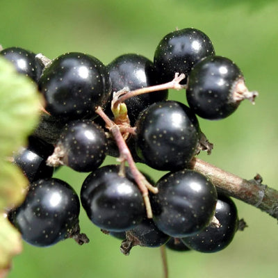 Black Currant